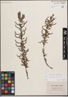 Foto von Salix eleagnos Scop. x Salix purpurea L.